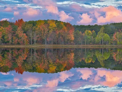 Guided Visualisation Tree Exercise For Acceptance And Grounding