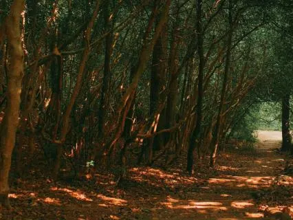 Guided Visualisation: Walk In Nature