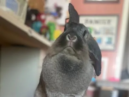 Guided Visualization For Integration