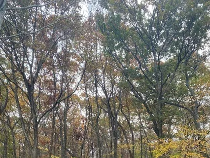 Guided Visualization For Thought Release