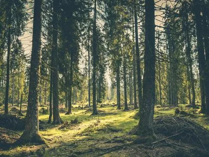Guided Visualization: Forest Bathing For Clarity