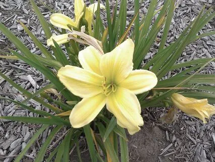 Visualization - Grounding And Sanctuary