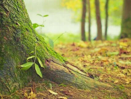 Guided Visualization: Grounding With Roots