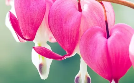 Guided Visualization — Love And Kindness