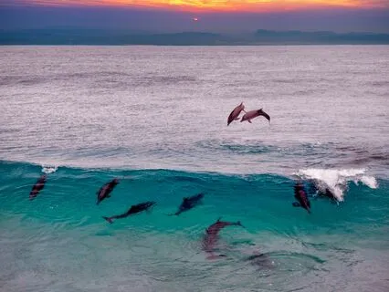 Guided Visualization "Swimming With Dolphins In Eternal Now"