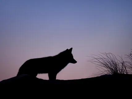 Receive Guidance From Your Spirit Animal (A Guided Visualization)