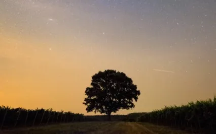 Guided Walk To Meet Your Ideal Self