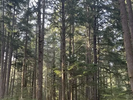 Guided Walking Meditation For Beginners