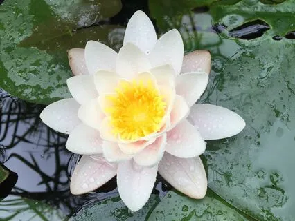 Womb Healing Meditation To Reclaim Feminine Energy