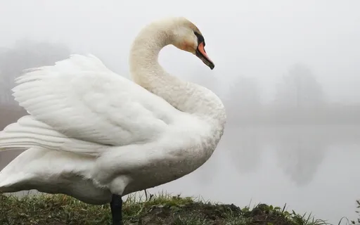 Guided Yoga Nidra For Divine Grace