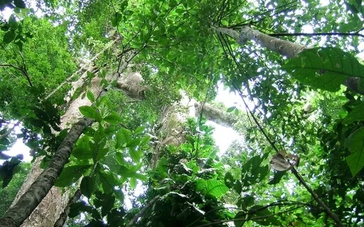 Guided Yoga Nidra Meditation With Michelle (Tree Theme)