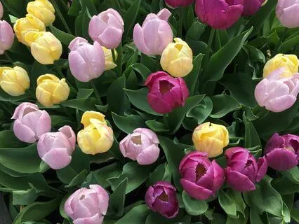 Ancestors Guidance Meditation