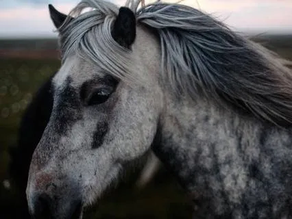 Guiding In 2026: Exit The Snake, Enter The Horse