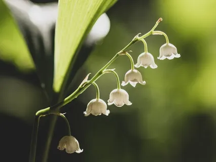 Guiding Light To Bring You Home