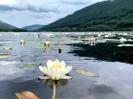 Guidit Lovingkindness Meditation In Scots