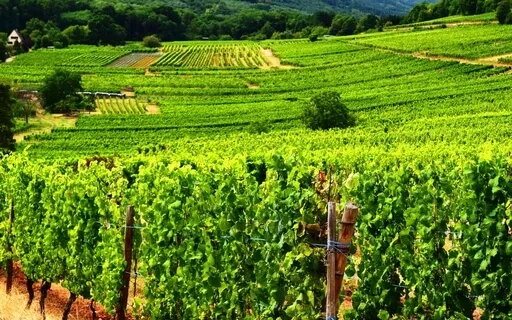 Guigo The Carthusian's Prayer In The Christian Tradition