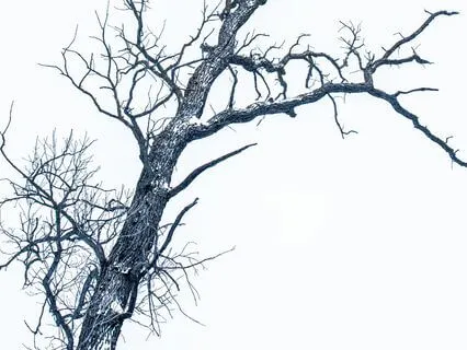 Guitar Meditation For Anxiety - Bending Tree