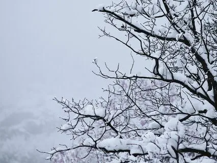 Guitar Meditation For Anxiety- Bare Trees And Cloudy Sun