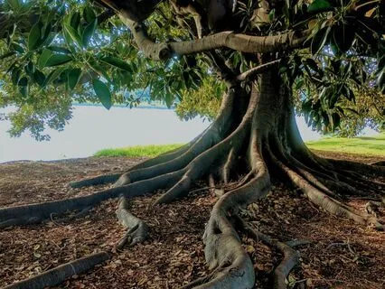 Guitar & Percussion - Tribal Elevation