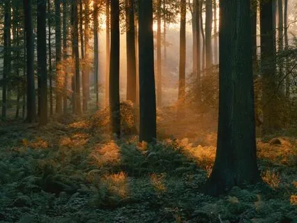 Guldrek's Great Adventure (Meditation Bedtime Story)