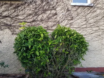 Guru Guru Wahe Guru Guru Ram Das Guru - Miracle Mantra