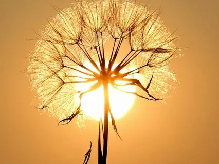 Gut Health Balance Breath (Sacral Center)