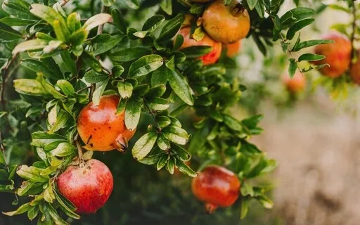 Gut Medicine: The Healing Fruit Tree 