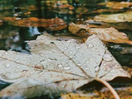 Gutter Glimmers Cozy Rain Distant Thunder
