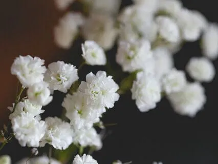 Gypsophila - Music For Focus & Relaxation