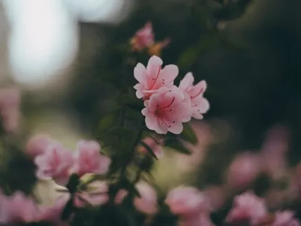 Я - Любовь. Раскрытие Сердечного Центра