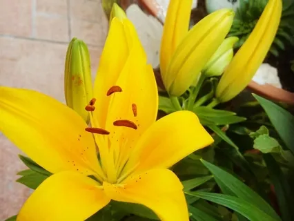 Habit Reprogramming: Positive Intentions (10-Minute Version)