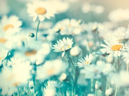 Habit Reprogramming: Positive Intentions (20-Minute Version)