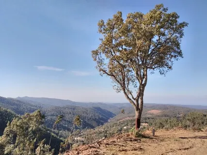 Habit Reprogramming: Positive Intentions (5-Minute Version)