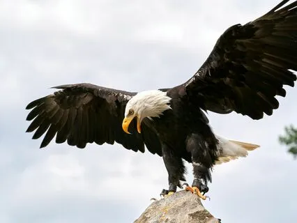 Habits Are Trying To Help: Reflections On Addiction