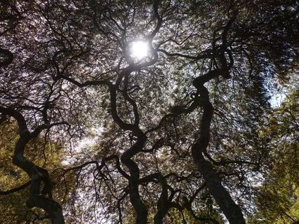 Hafiz Poem:  All The Hemispheres