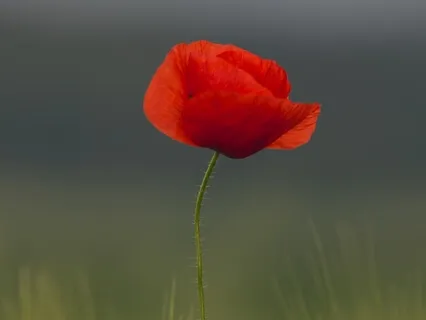 Haiku: A Poppy Blooms