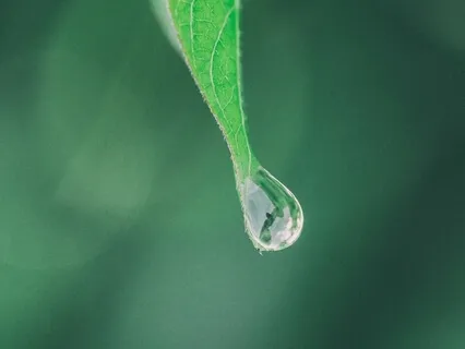 Haiku: A World Of Dew