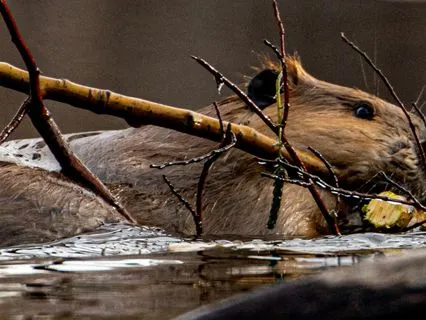 Haiku : Beaver