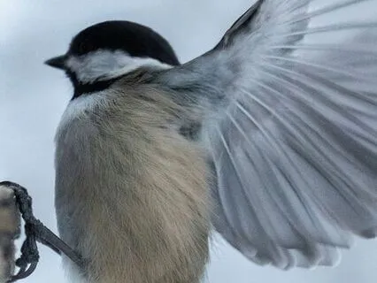 Haiku : Chickadees