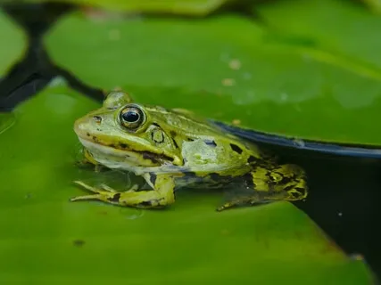 Haiku: The Sound Of Water