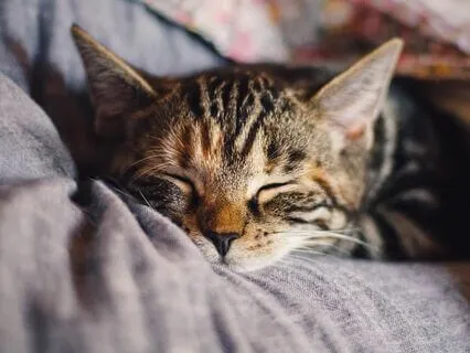 Hair Dryer Sound (Soothing Sounds For Deep Sleep)