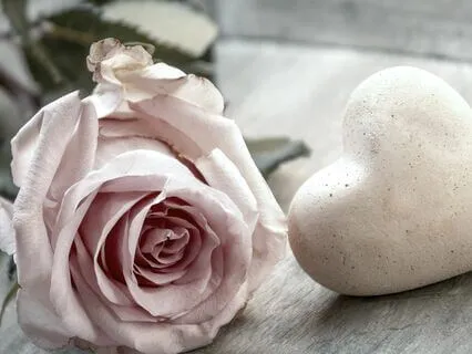 Half Shell Metamorphosis