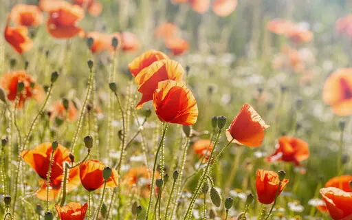 Halleluiah Hymn (By Elizabeth McManus)