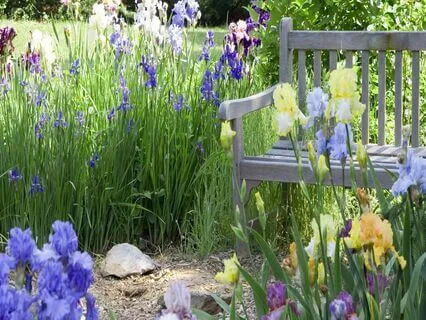 Hallelujah Psalms Of Meditation & Worship