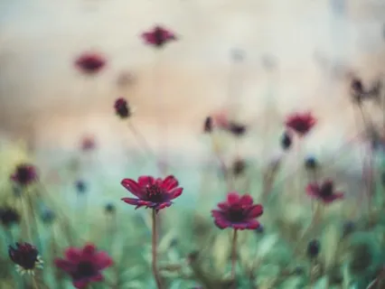 Hallelujah Ra Ma Da Sa