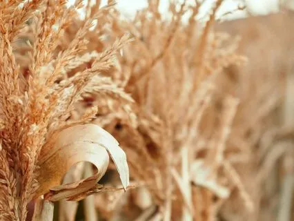 Halloween Autumn Maze Ambience Ghosts Rustling Hay