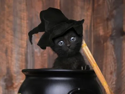 Halloween Cat Purring Rain In The Background Ambience