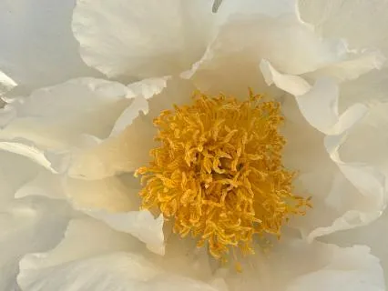 Ham Sa Initiation: We Are Wisdom, Love And Compassion