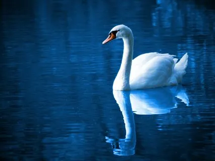 Hamsa (Swan) Breath Meditation