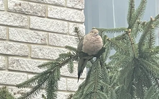 Hand Relaxation Scan